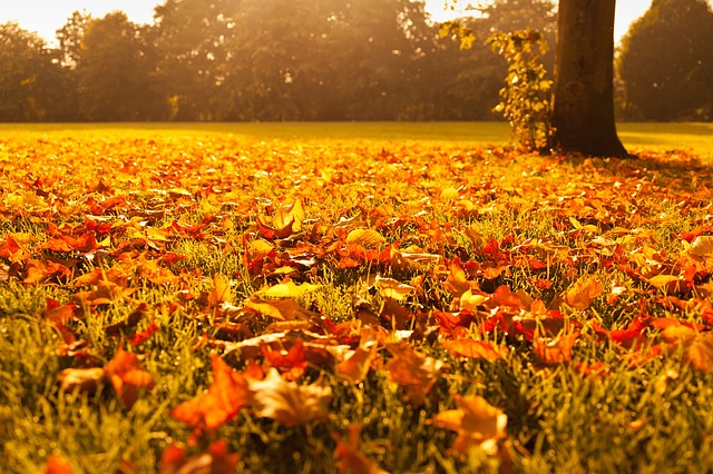 tree-in-field-autumn-leaves